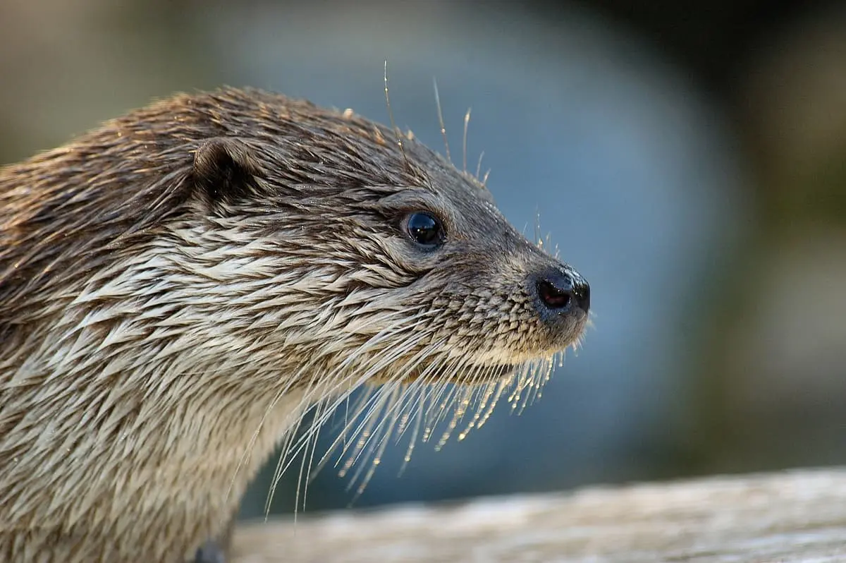 ADN Environnemental (ADNe) & Inventaire de biodiversité